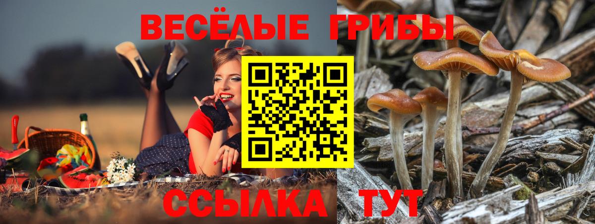 Псилоцибиновые грибы мухоморы Торжок